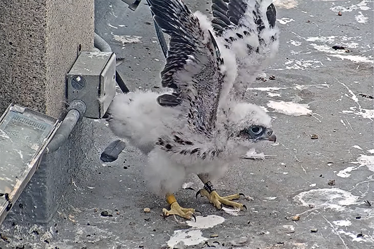 A falcon chick in the Campanile practices flapping its wings.