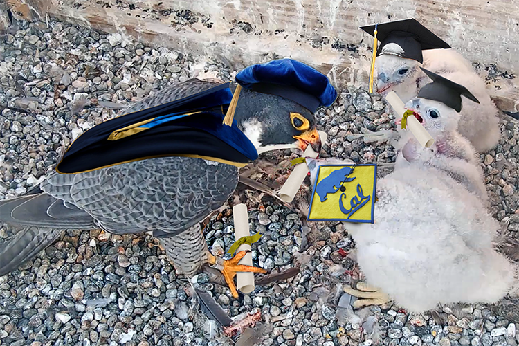 The falcon chicks get diplomas in this Photoshopped image from Cal Falcons on the occasion of getting banded and ready to be named.