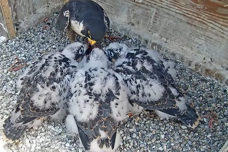 Annie the falcon mother feeds her three male chicks in their nest on the Campanile