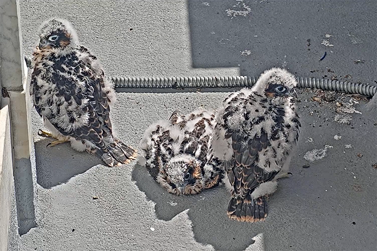 The three male falcon chicks are showing darker feathers growing in over their whitish down.