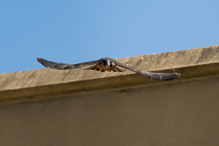 Kaknu takes off from Stephens Hall, his wings outstretched.