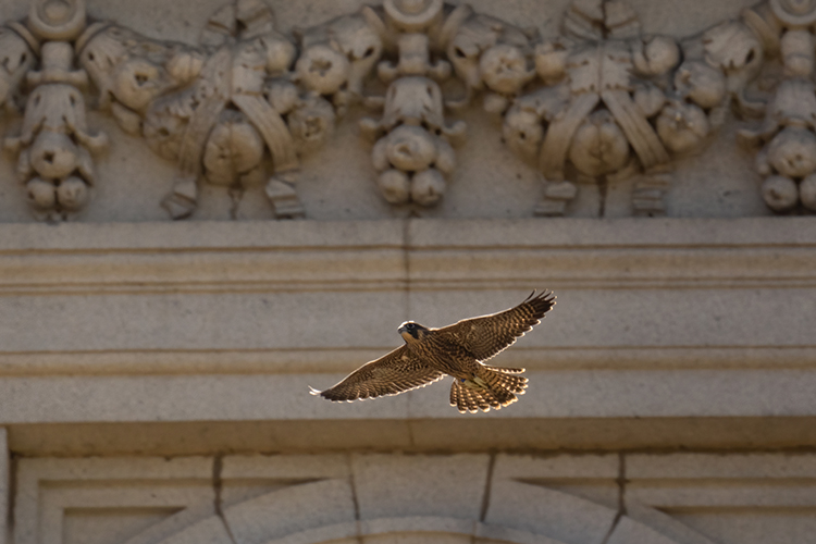 Falcon chick Wek'-wek' flies with wings outstretched in front of the Campanile