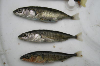 three sticklebacks about 2 1/2 inches long