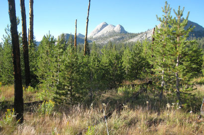 A photo of a stand of young pine trees growing among the trunks of burned trees. A mountain peak appears in the background.
