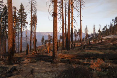 trees stand in a forest with a golden sun hue