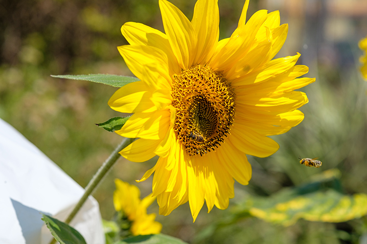 A close-up of a sunflower blooming in the new Indigenous Community Learning Garden in UC Berkeley's Oxford Tract.