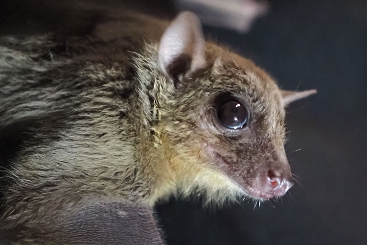 A photo of a bat in profile