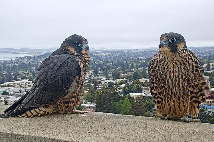 Berkeley's resident peregrine falcons, Grinnell and Annie, sit on a ledge atop the Campanile.