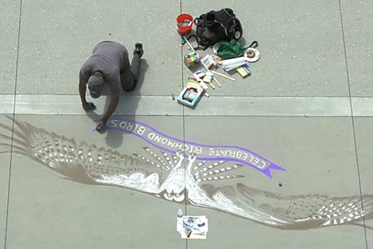 A professional artist draws an osprey on a sidewalk using chalk.