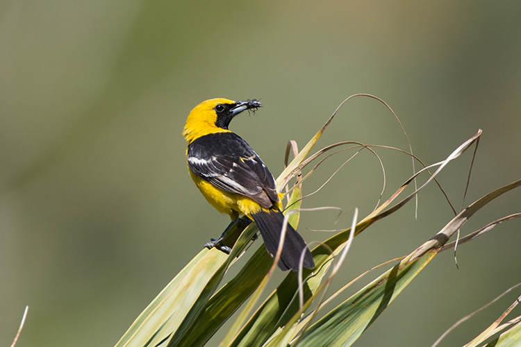 Sitting on a plant, a hooded oriole, with black wings and tail and a gold head, has an insect in its beak at the UC Botanical Garden.