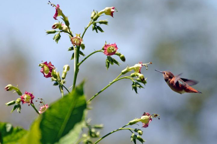 An Allen's hummingbird arrives at a flowering plant in search of food in the UC Botanical Garden.