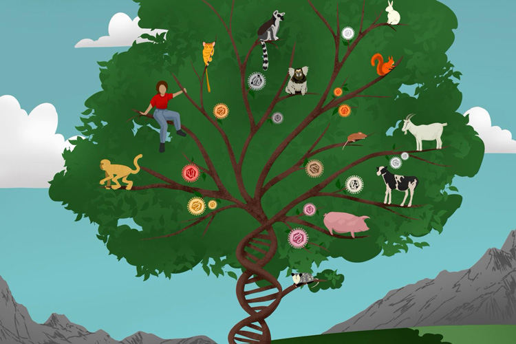 a tree with animals and their transposons in the branches