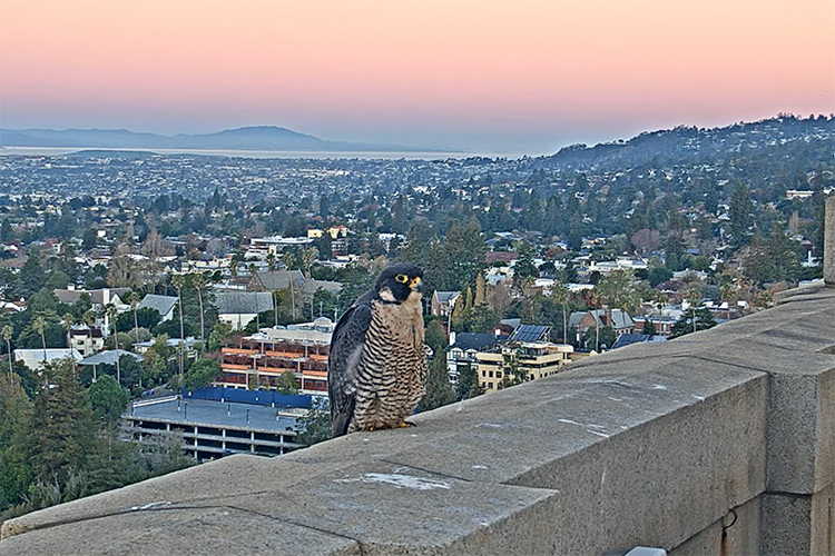 Annie the falcon sits on a ledge of the Campanile on Nov. 22, 2021, during a beautiful sunrise.