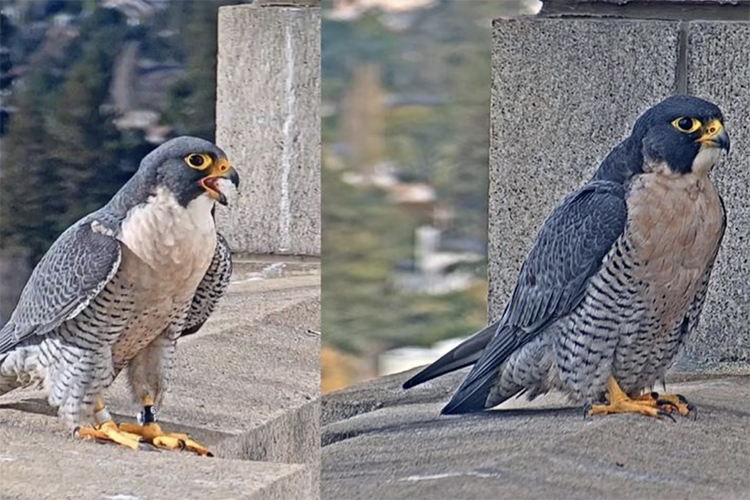 A side-by-side photo comparison of Berkeley's male peregrine falcon, Grinnell, and an interloper trying to take his place as Annie's mate,