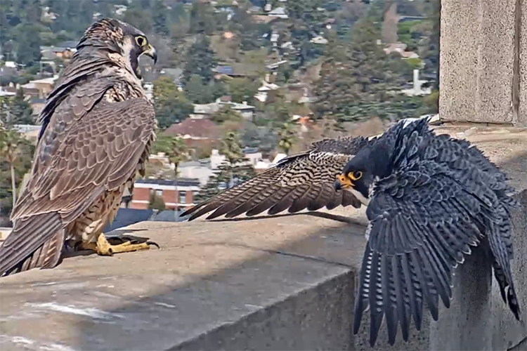 Grinnell, Berkeley's peregrine falcon, squaks and spreads his wings to try and scare an intruder, another falcon, who has landed on the railing of the Campanile. The intruder also is screeching.