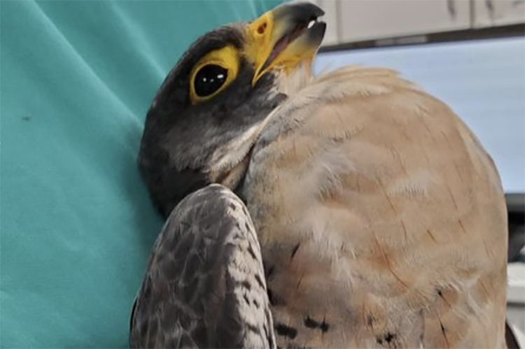 An injured Grinnell, Berkeley's male peregrine falcon, lies on a soft cloth, face up, at the Lindsay Wildlife Rehabilitation Hospital in Walnut Creek.