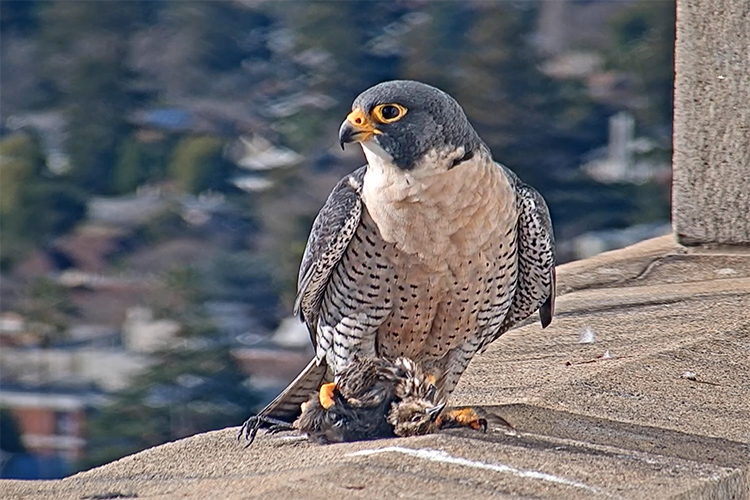 Grinnell, Berkeley's male falcon, sits on a ledge on the Campanile with prey beneath his talons. He's looking into the distance.