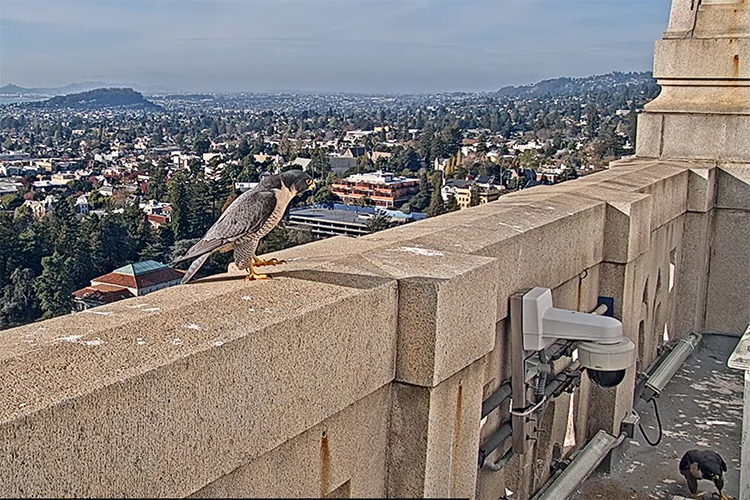 The rival falcon that attacked Berkeley's male falcon, Grinnell, sits on a ledge of the Campanile eyeing Grinnell's mate, Annie, who is near the nest.