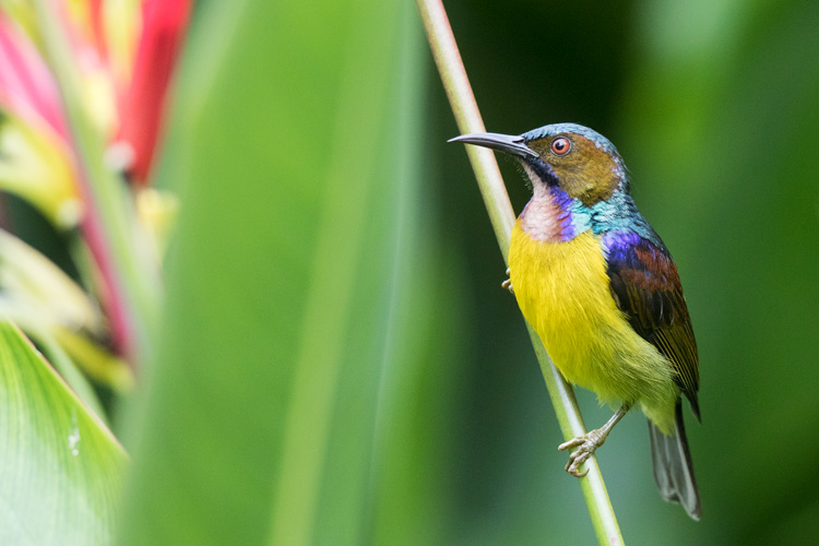 Brown-throated sunbird