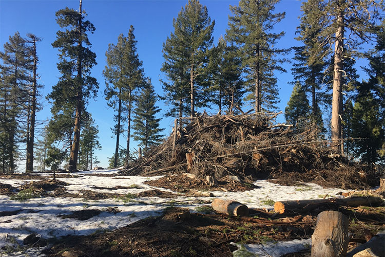 A photo of a pine forest in winter, with a small layer of snow on the ground. A large pile of dead branches and twigs sits in the foreground.