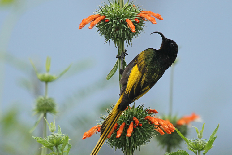 Golden-winged sunbird