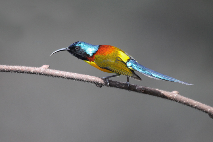 Green-tailed sunbird