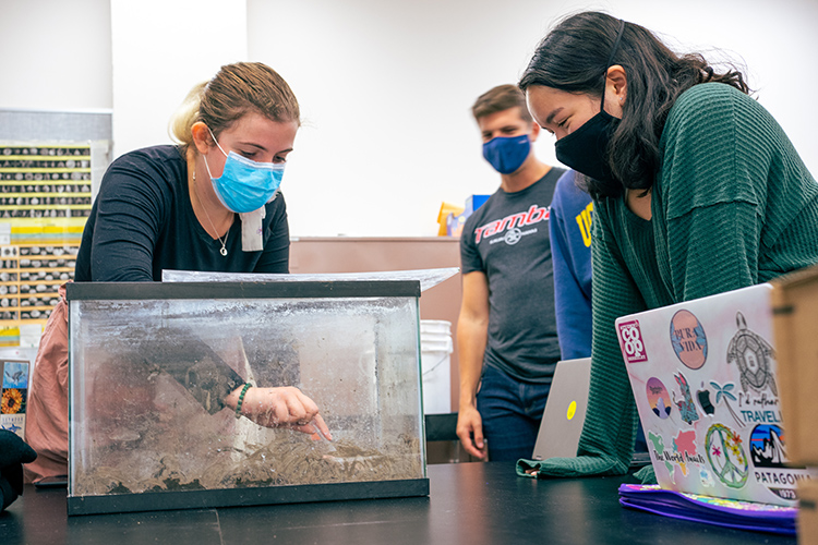 Students look into a glass tank at a lungfish during an integrative biology class.