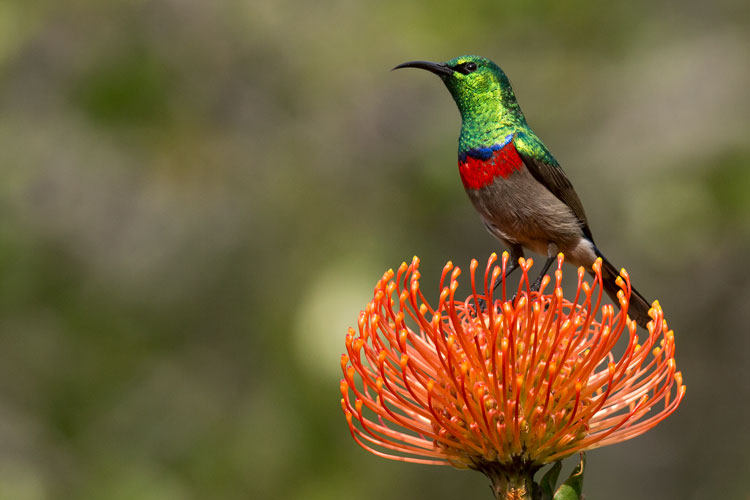 Lesser double-collared sunbird