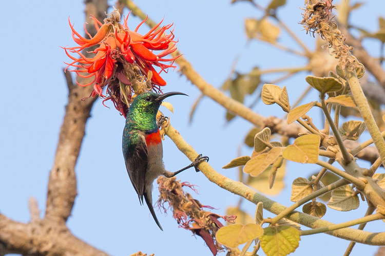 Miombo double-collared sunbird