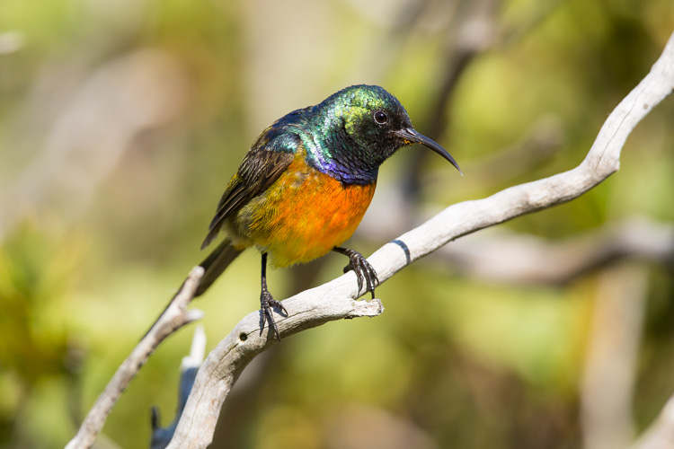 Orange-breasted sunbird.