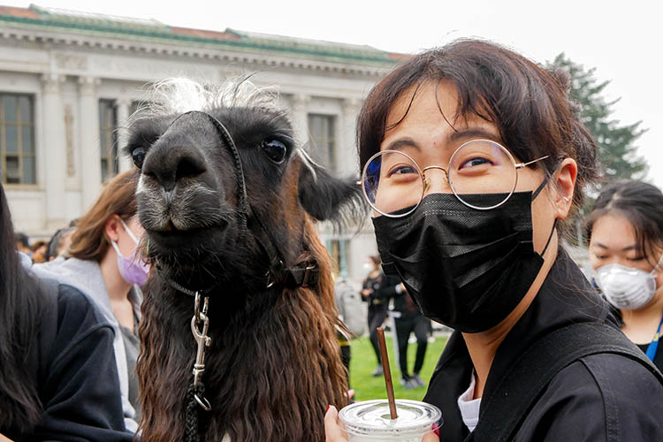a woman in a black mask stands next to a llama on memorial glade