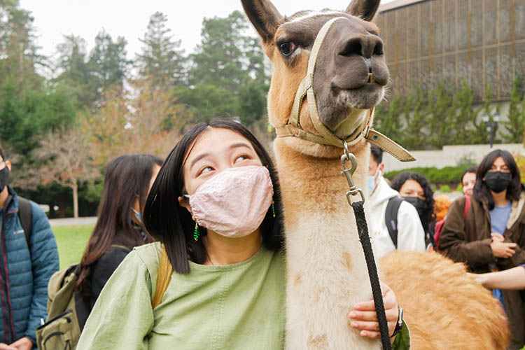 a woman in a pink mask stands next to a llama