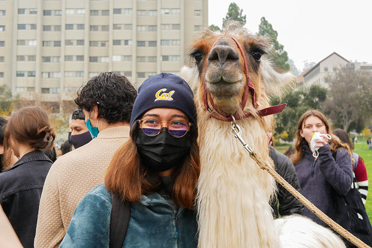 a woman in a mask and cal beanie stands next to a llama on memorial glade