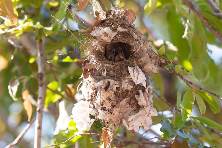scarlet-chested sunbird peeks out from its nest
