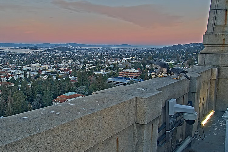 Annie and Grinnell display courtship behavior on New Year's Day morning, 2022, while on a ledge of the Campanile. The sky is pastel-colored, mostly pink and orange, and the birds are bowing their heads to each other.