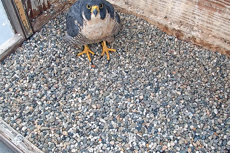 Annie the falcon sits on her gravel nest in Jan. 2022