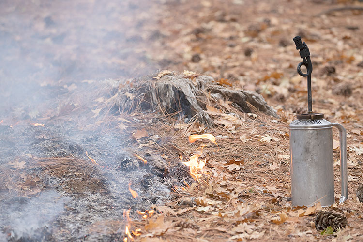 A photo shows a drip torch sitting on pine needles, next to an open flame