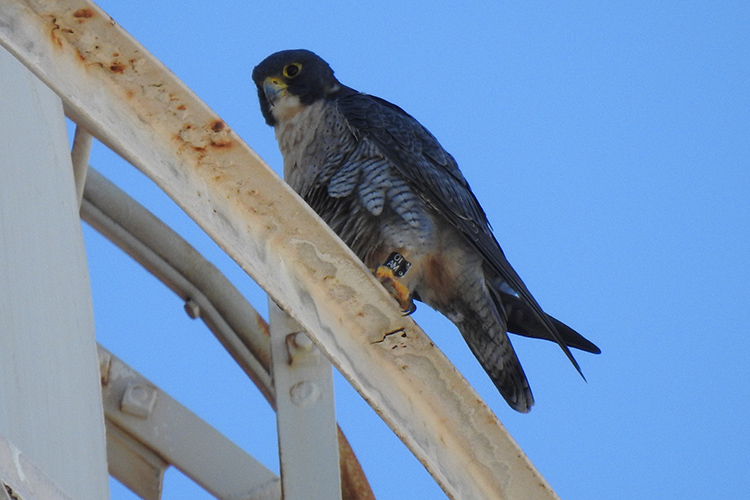 Sequoia, the falcon offspring of UC Berkeley's longtime falcon couple Annie and Grinnell