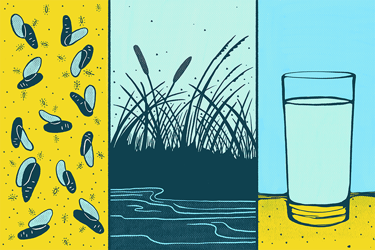 colorful tryptic illustration: close up of microorganisms; a wetland; a glass of water