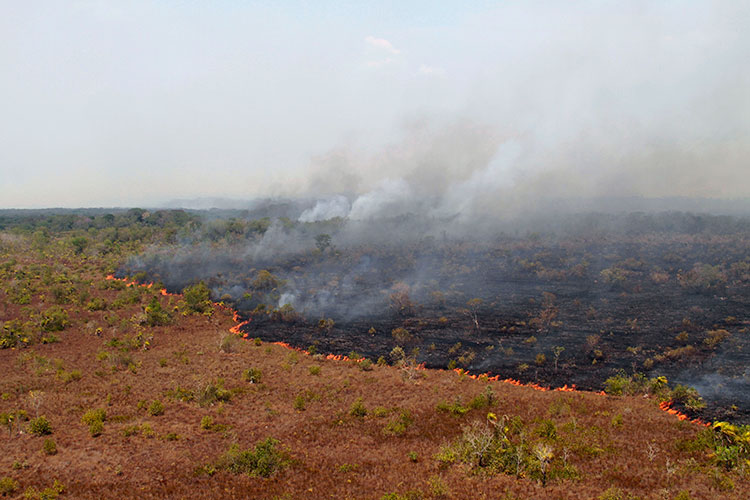 Smoke billows above a wildfire, which is burning through a large open field in the Amazon.