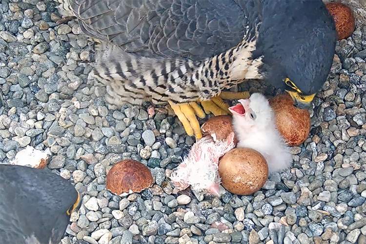 Annie the falcon leans over her hatching chicks in 2021 as Grinnell watches.