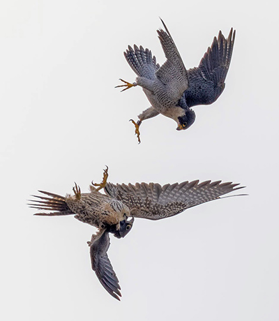 Grinnell, Berkeley's adult male falcon, and a juvenile female falcon look like they're tumbling in mid-air, checking each other out.