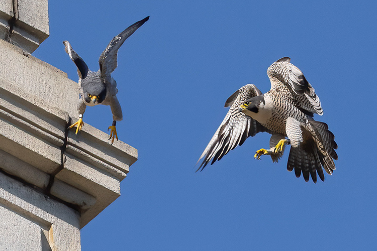 In mid air, an adult female peregrine falcon checks out Grinnell, Berkeley's longtime male falcon, on a corner of the bell tower. Grinnell is flying off the tower.