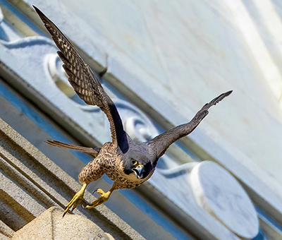 A juvenile female falcon seen recently on the bell tower leaps off of a corner with her wings spread.