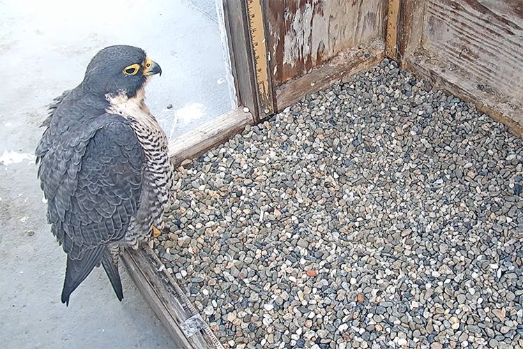Annie the falcon sits on the side of her gravel nest box in the Campanile.