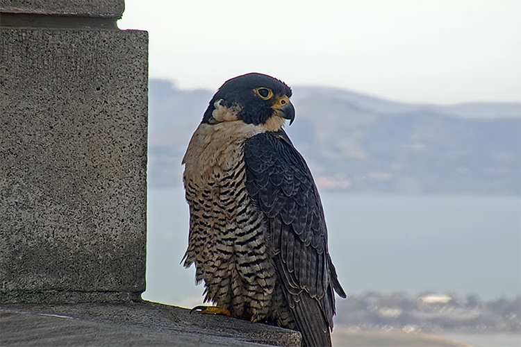 Annie the falcon sits on a ledge of the Campanile on March 1, 2022.