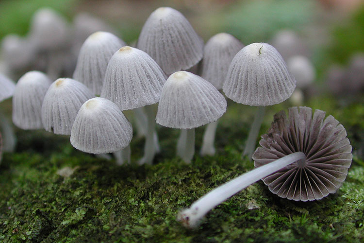 A photo shows delicate, partially translucent mushrooms growing on a log.
