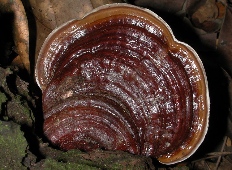 A photo of a brown and white mushroom