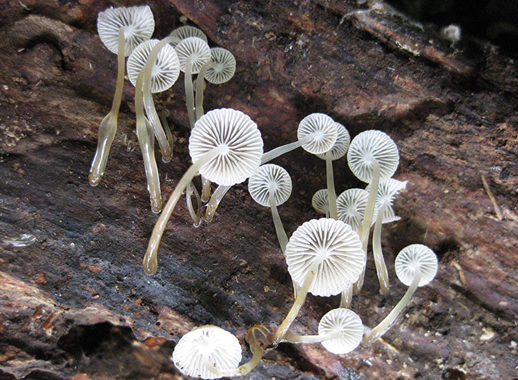 A photo of white, partially-translucent mushrooms growing on wood.