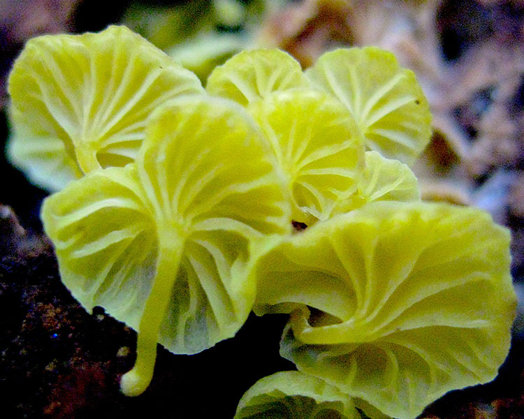 A photo shows a bring yellow mushroom